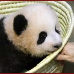 シャンシャン　中国　返還　時期